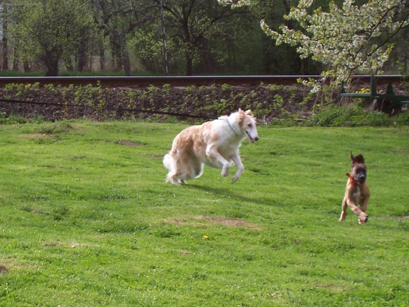 Foto: Barzoj-Jessie a její kamarádka :)