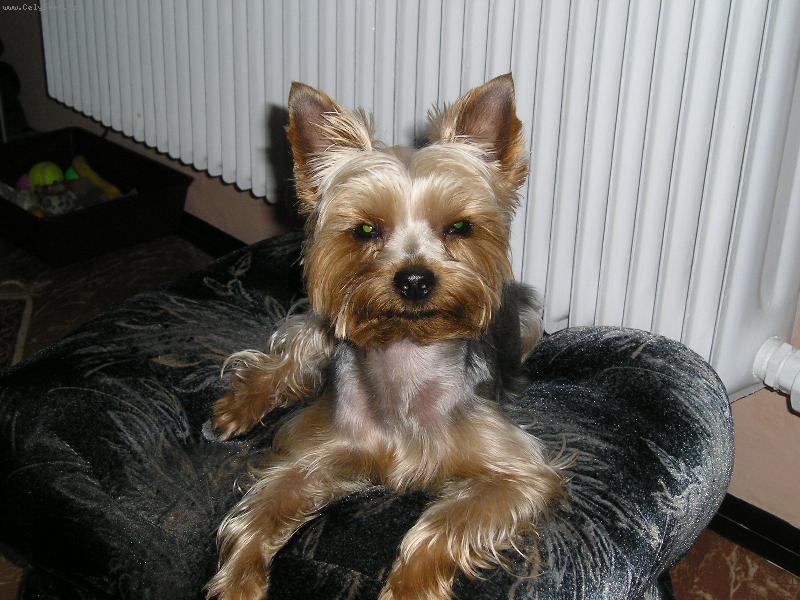 Foto: jorkšírek Jerry-Jerry