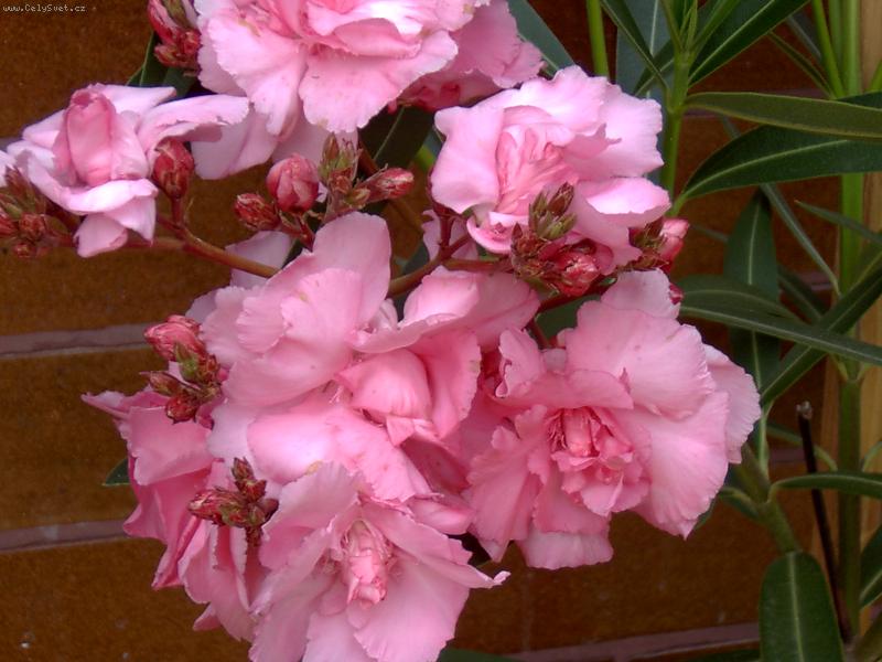 Foto: oleandr obecný