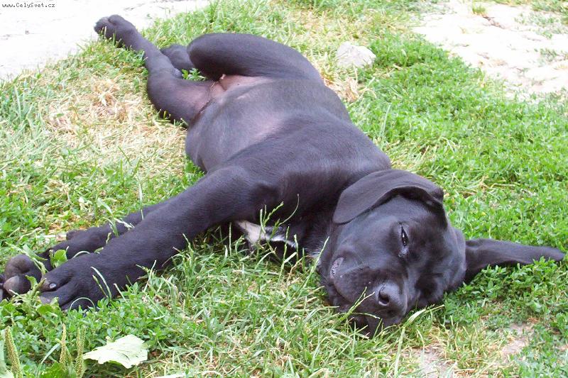 Foto: Keysi-naše fenka