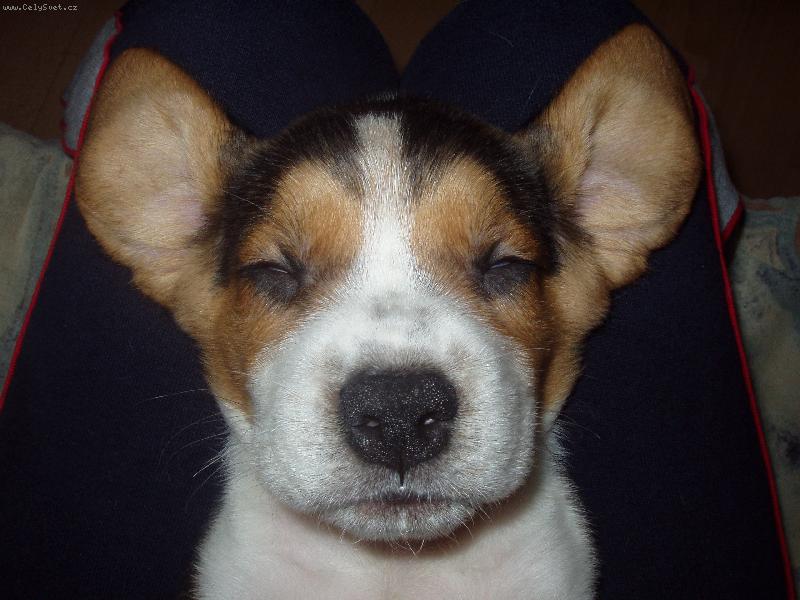 Foto: To je netopier, �i b�gl ???