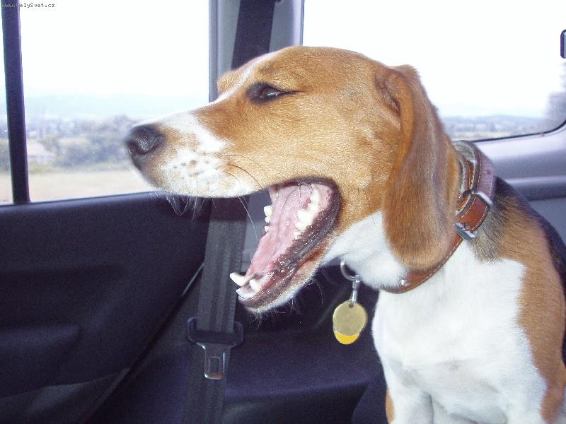 Foto: Zastavte chcem cik����� !!!