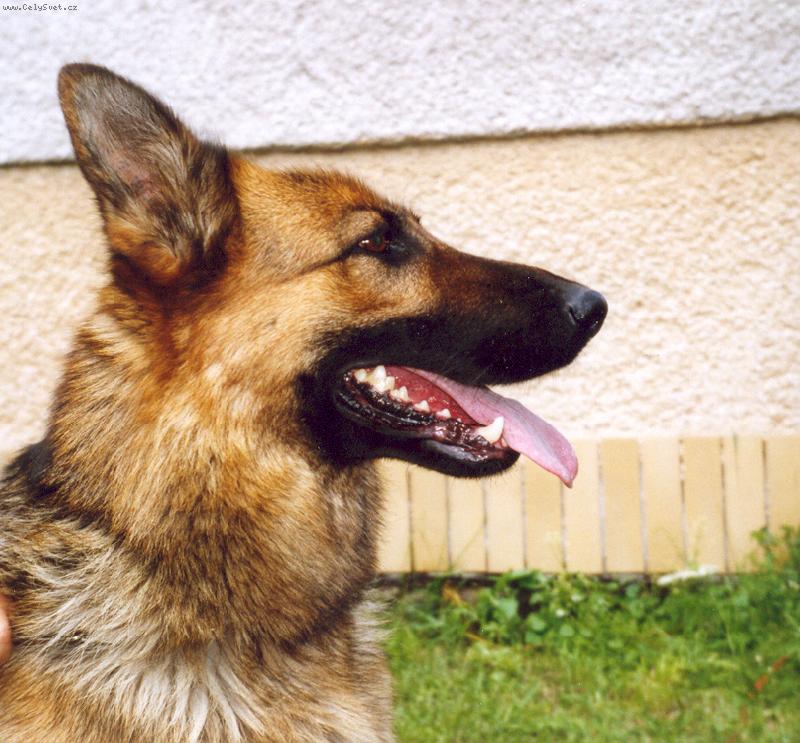 Foto: Bony Provocativo-Naše milovaná fenečka- Bonyska