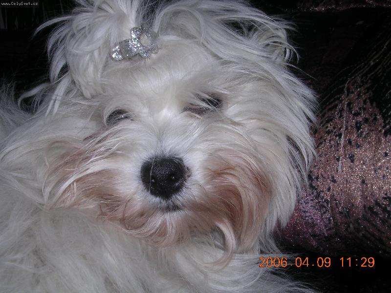 Foto: Ami 10 měsíců-Naše Aminka se ráda fotí