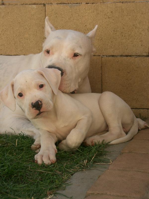 Foto: S mámou-Hecla dei Falchi Bianchi s dceruškou Aňou