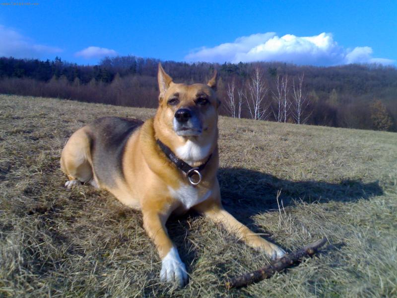 Foto: Anuška-www.anikdog.estranky.cz