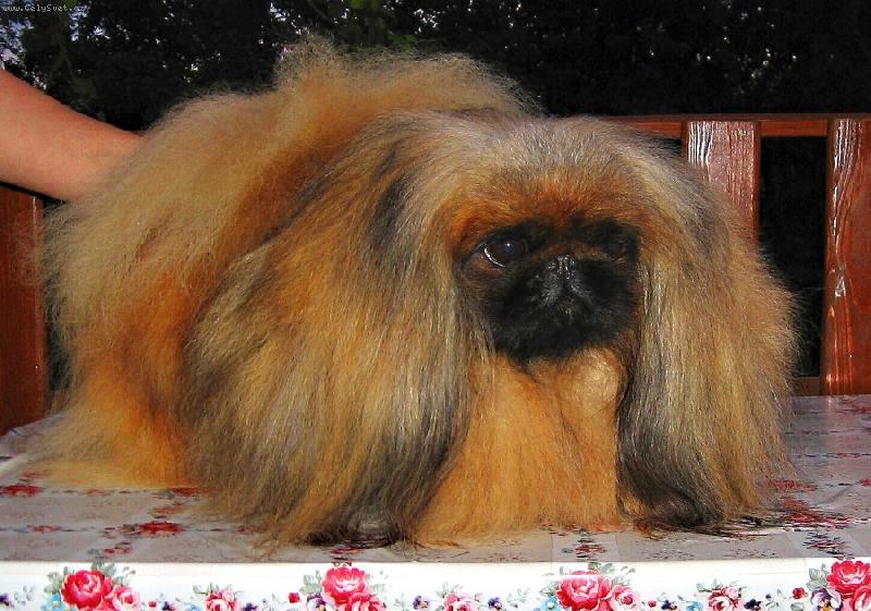 Foto: PATRICIA od Macháčků-Pětiletá fenka