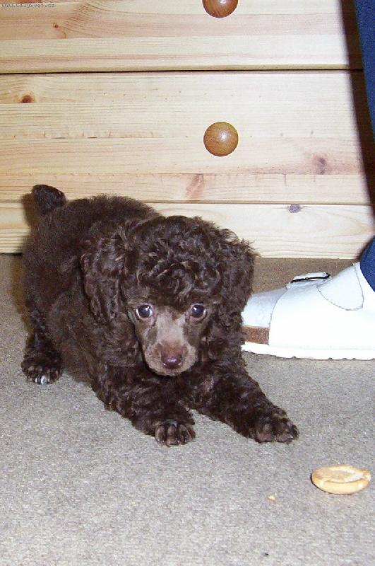 Foto: Pudl toy hnědý - 8 týdnenní štěně-Pojď si hrát!