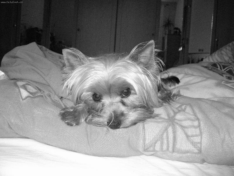 Foto: náš Pluto-Jsem strááášně moc unavený :-)