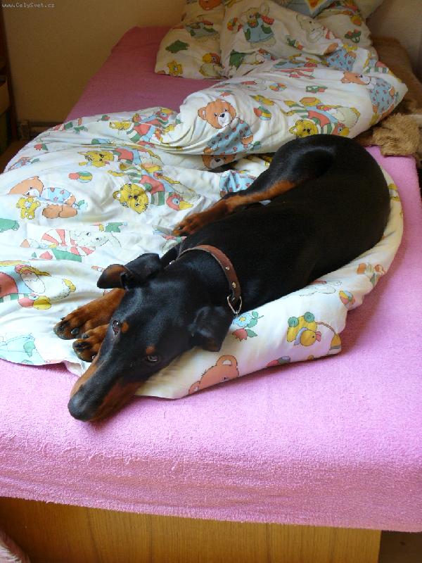 Foto: Viki-můj nejoblíbenější pelíšek