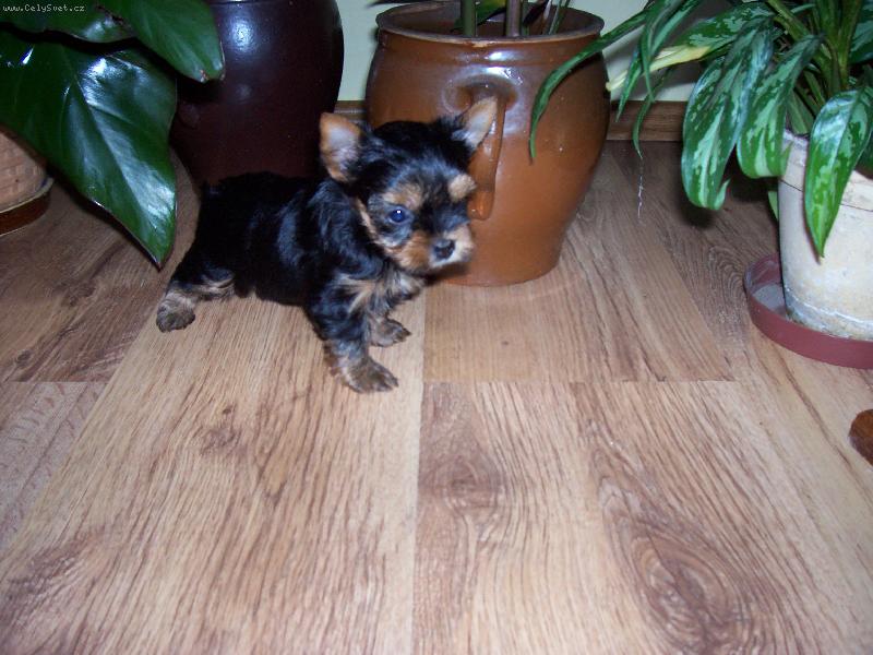 Foto: dcera od Fanynky