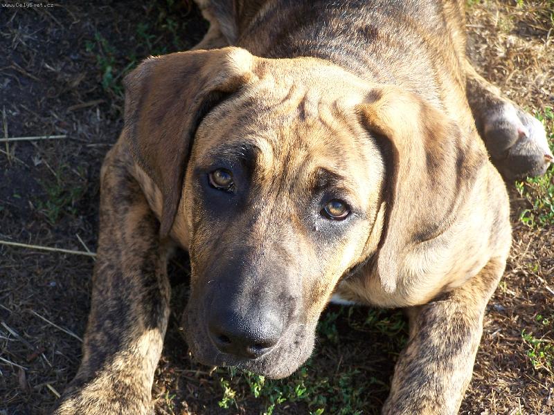 Foto: Fidel-3 měsíce