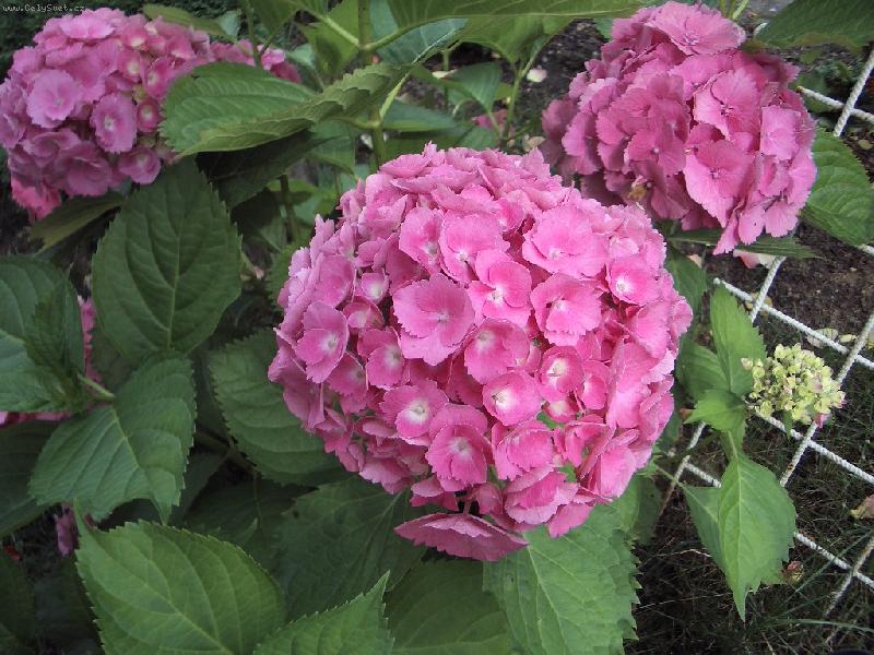 Foto: Hortenzie růžova