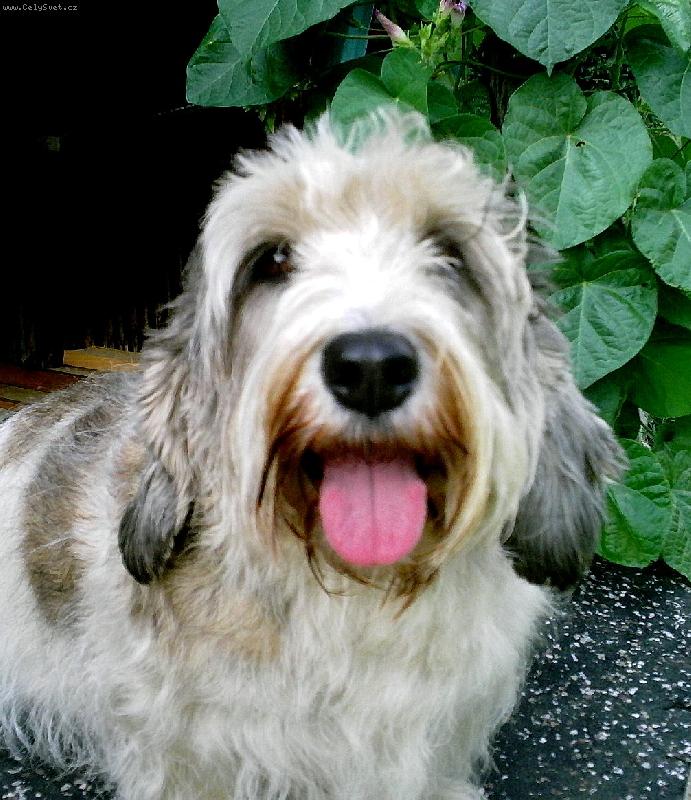 Foto: Nicolette z Mimoňské podkovy-Nicolka jako štěně