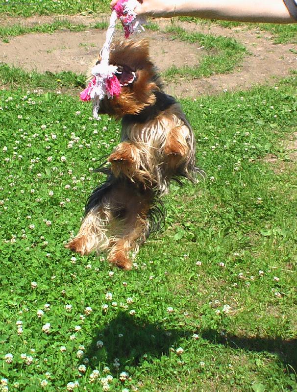 Foto: Princ sportovec-Skáče si pro svůj uzlík