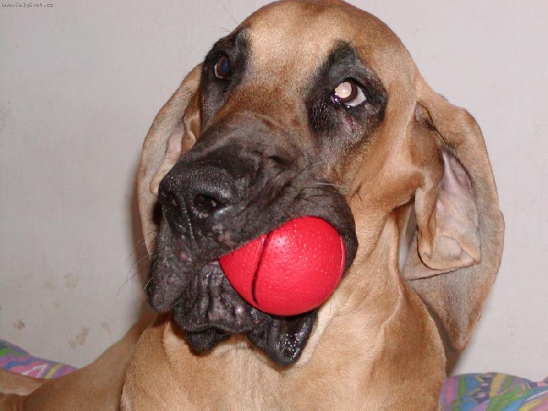 Foto: Amarock von Graslic