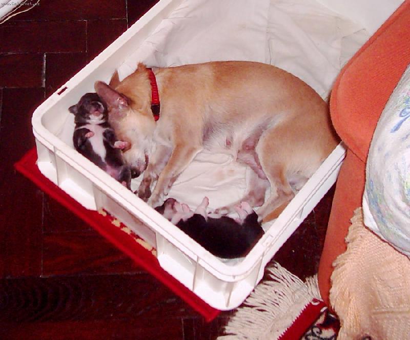 Foto: Kessinka a její kluci-Zatím toho ještě moc nenachodí.