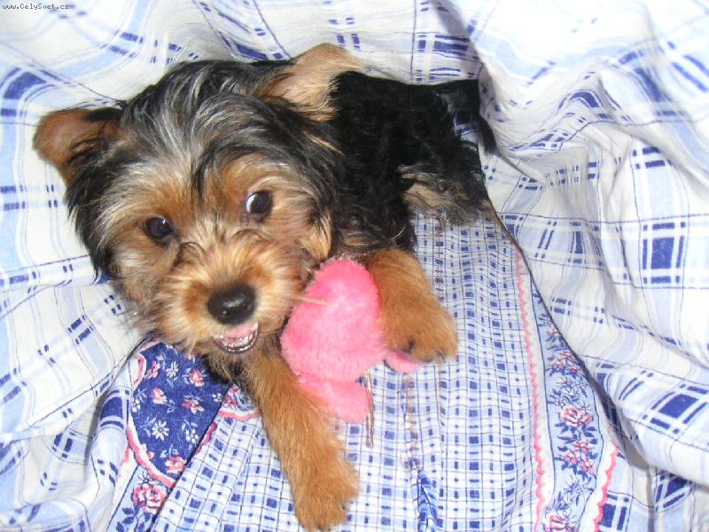 Foto: Ani myška neproklouzne!!