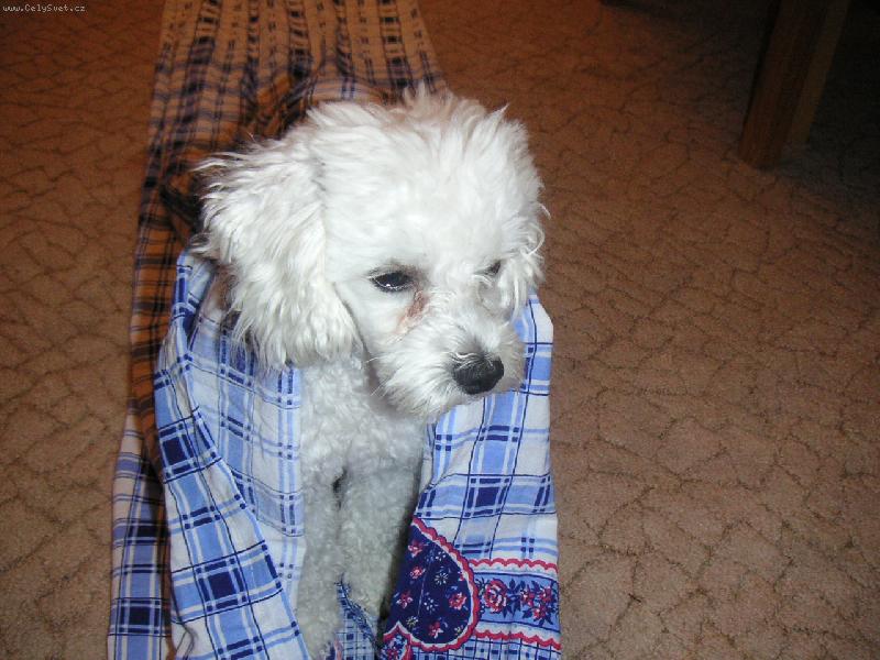 Foto: Mišáček v tunelu