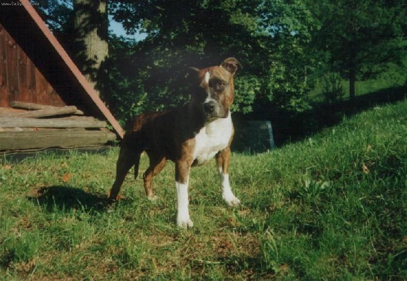 Foto: Beretta na chalupě