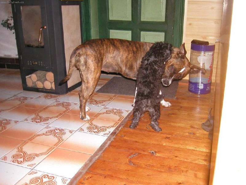 Foto: Staford obětí pudlíka