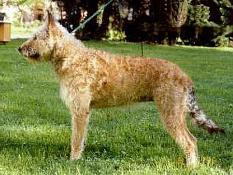 Foto: Laekenois-Laekenois