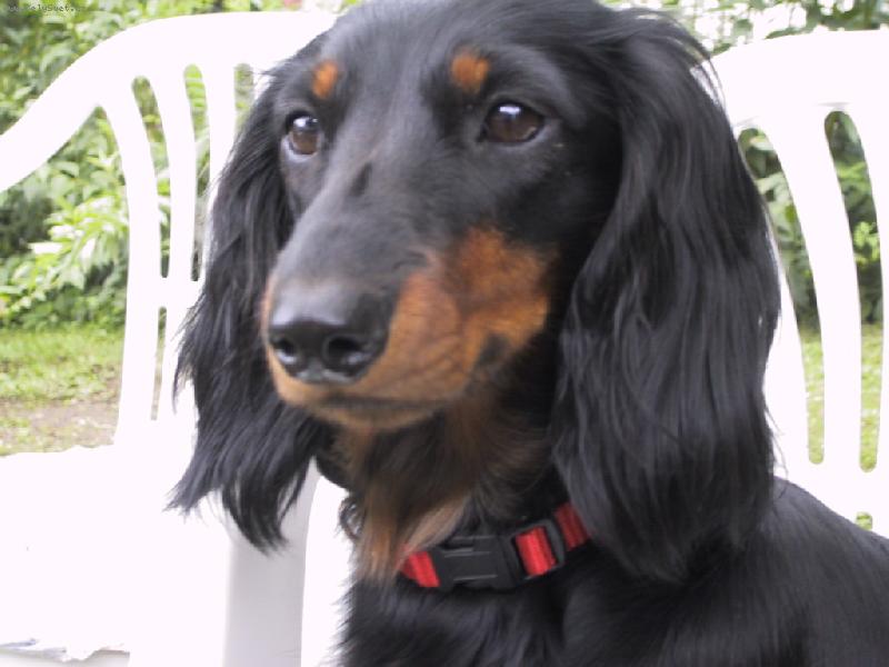 Foto: Dája ze Štěkotu-hmmmm,dobrůtka