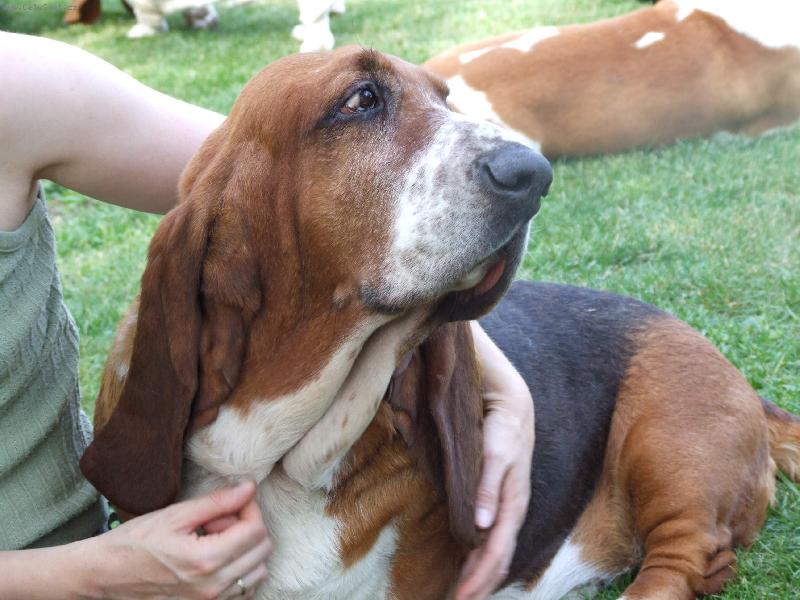 Foto: basset mazlík