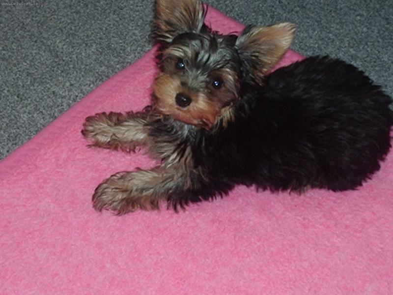 Foto: Ben  4 měsíce