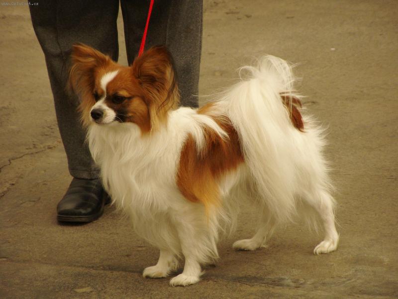 Foto: Český šampion JERICHO Sol Edo-Ve výstavním kruhu