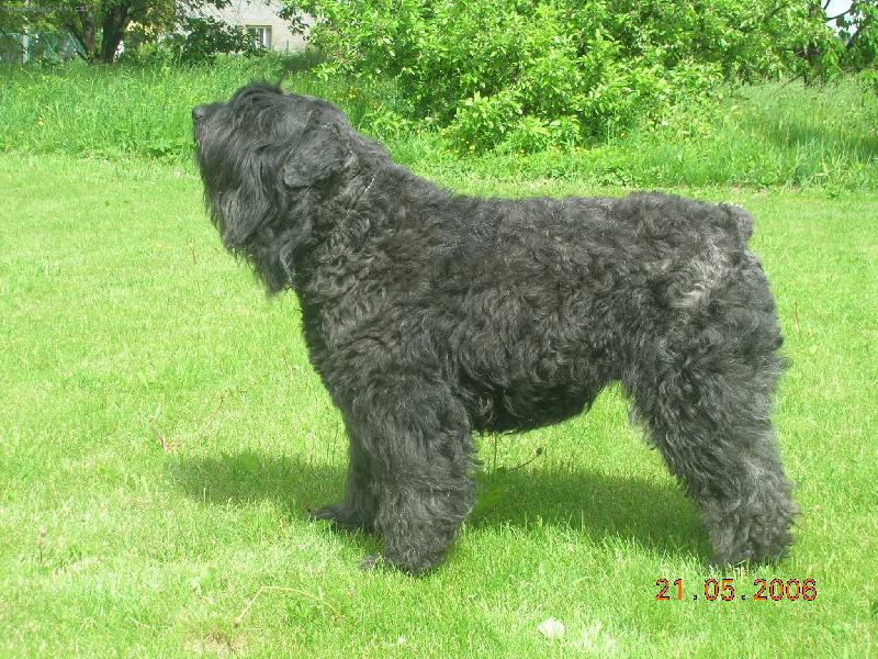 Foto: Cherry van de Kuanyhoeve-import chovná fena z Belgie pro rozšíření krevní linie