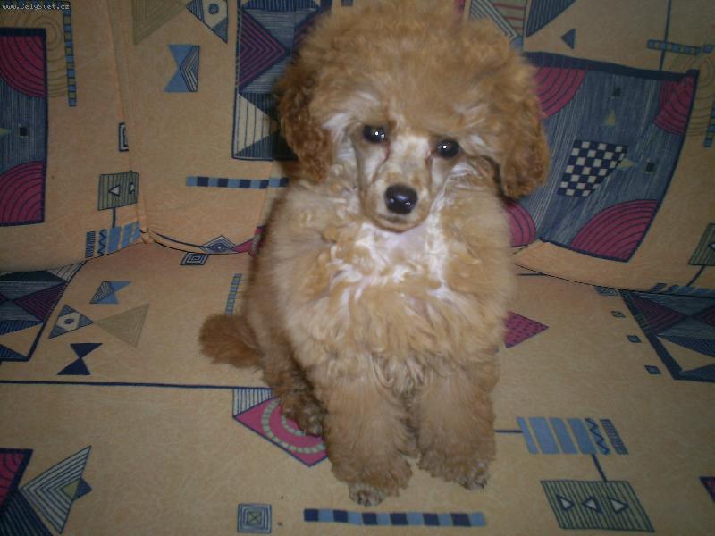 Foto: naše zuzi toy pudlík-ve 4měsících