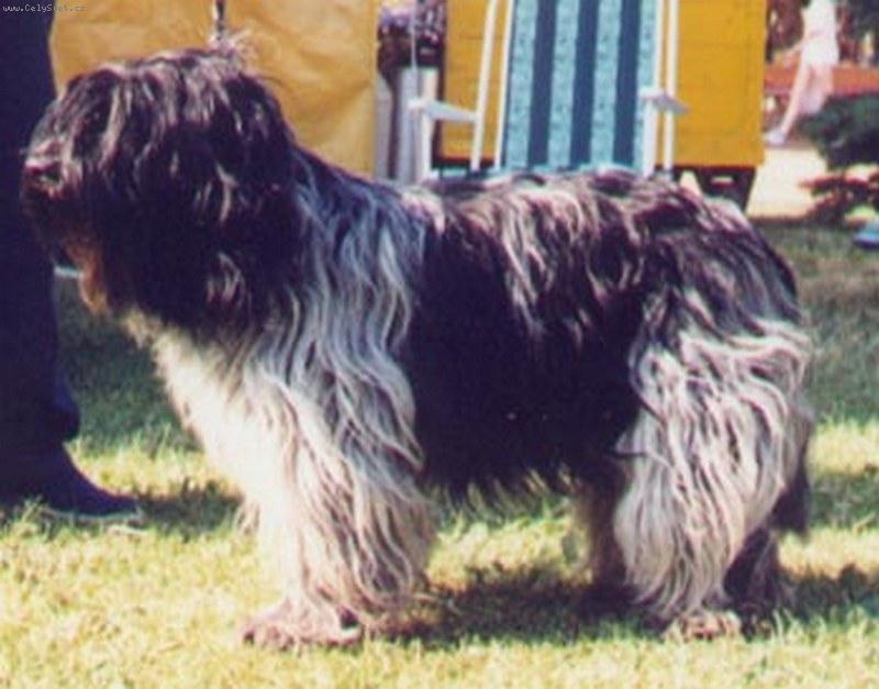 Foto: Holandský ovčácký pudl-Holandský ovčácký pudl