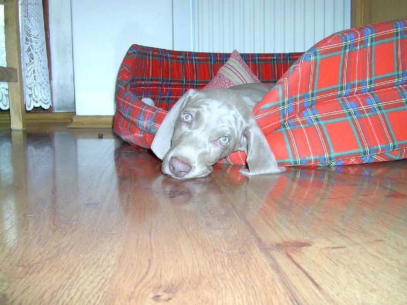 Foto: Arny od Vokačovského rybníka