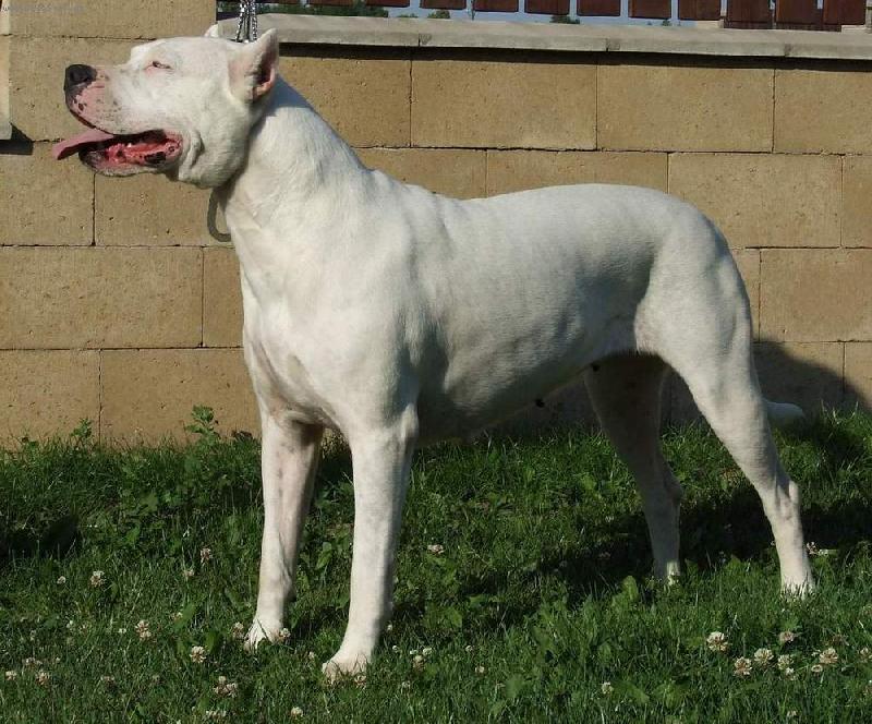 Foto: Argentinská doga-fena3 roky-Ch.Hecla dei Falchi Bianchi
