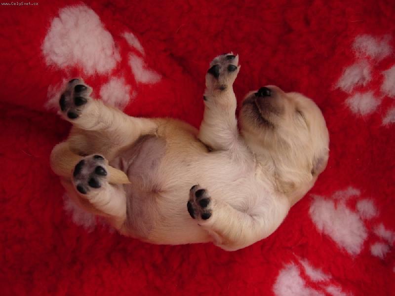 Foto: Golden Retriever z CHS Artemis Gold-Puppy Golden Retriever 10 dní na světě : protahuji se :-)