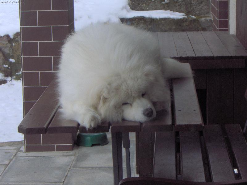 Foto: Naše Bellinka ...-Spinká .. jako miminko :D