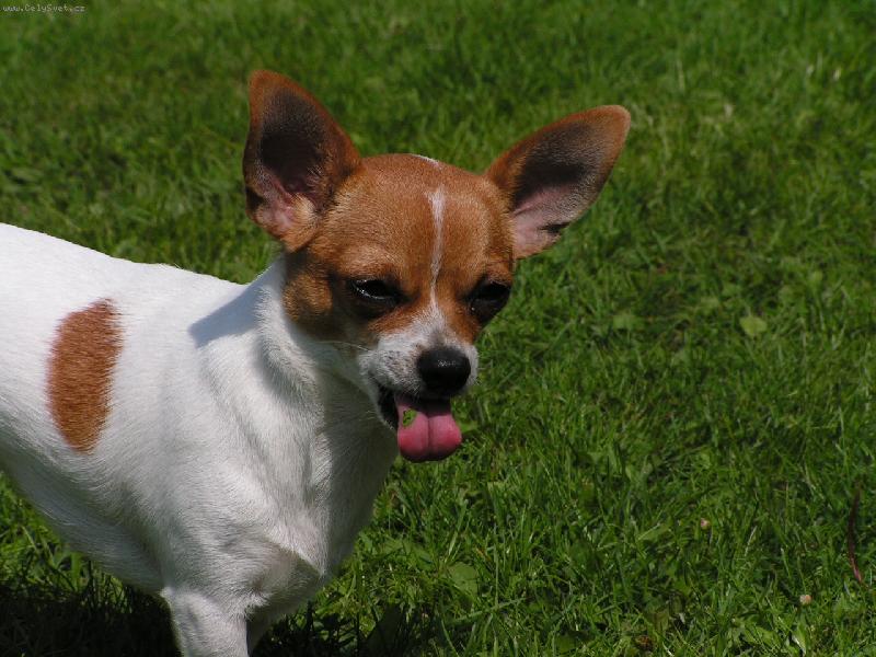 Foto: ňam travička-Lili