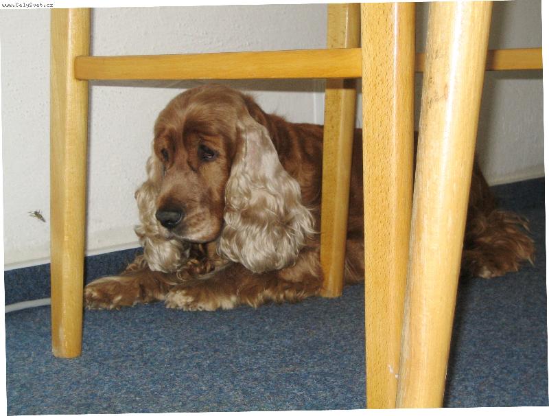 Foto: schovávaná před vosím vetřelcem