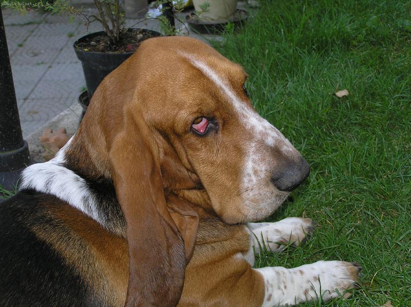 Foto: Pro smutné oko by jste mu i korunu dali