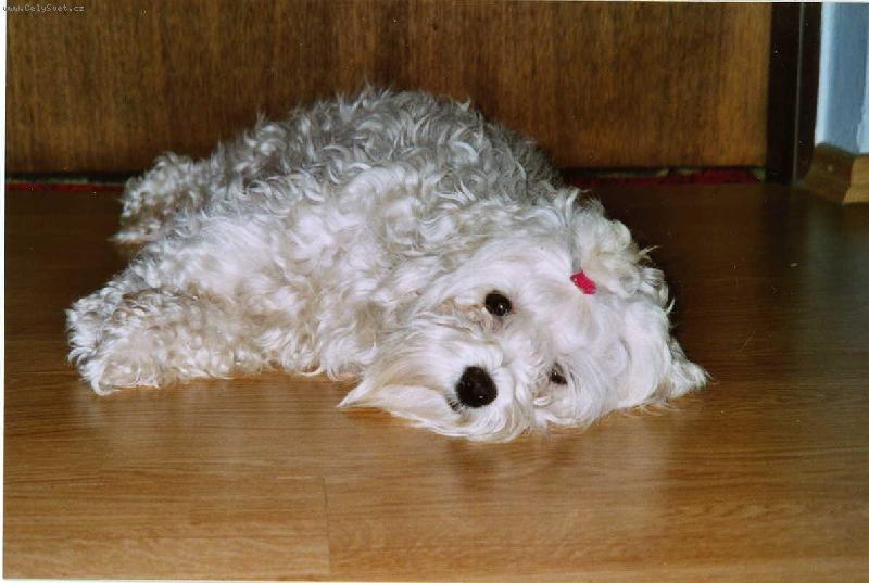 Foto: Maltezáček Jessica-to je havaj...