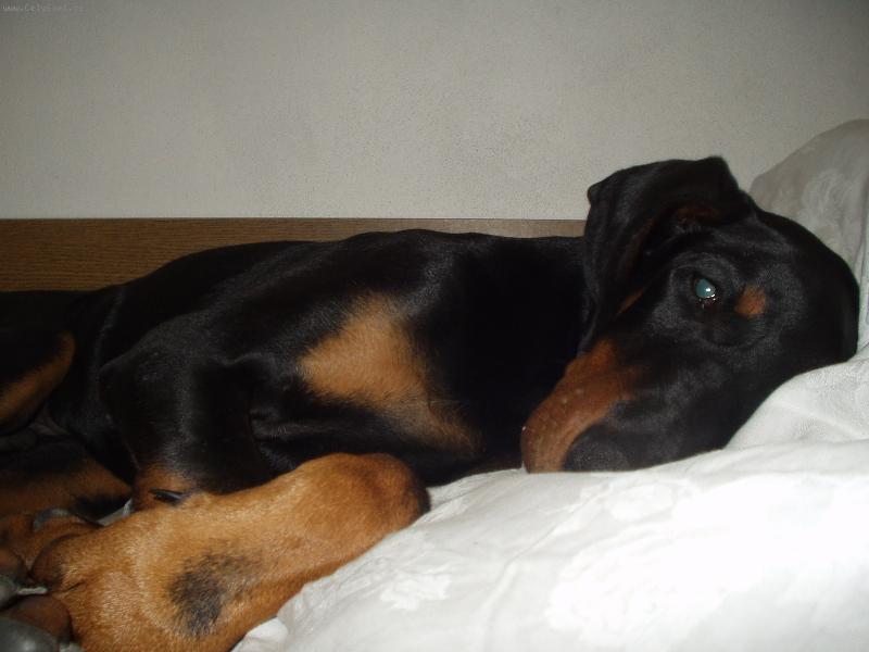 Foto: Jsem strašně unavený-Moje zlatíčko Max