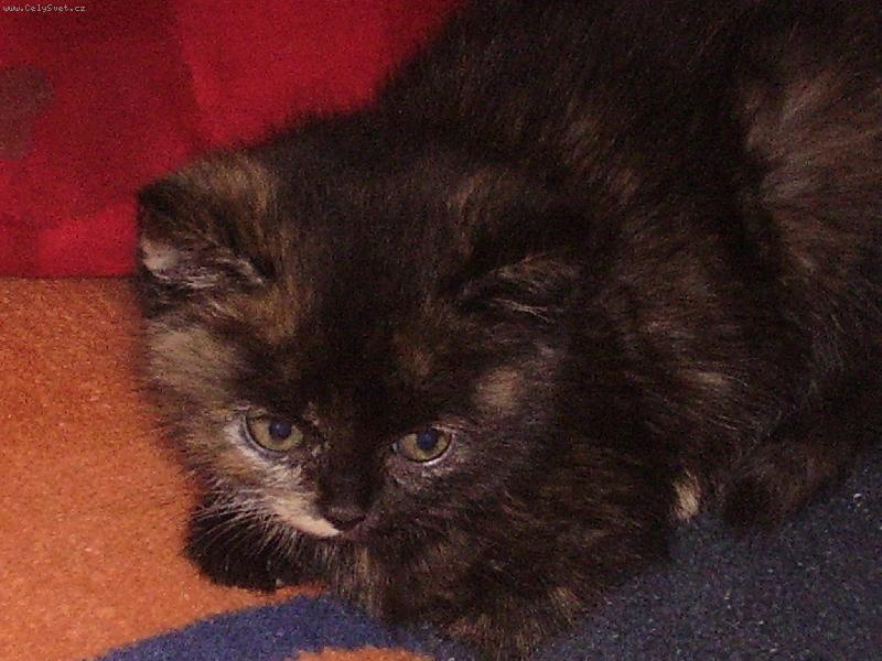 Foto: Naše malá \"želvička\"-Naše malá želvovinková \"Želvička\"