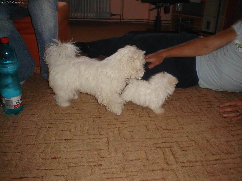 Foto: Dastýk-Dasty a jeho zatím malinka nevěsta Sašenka