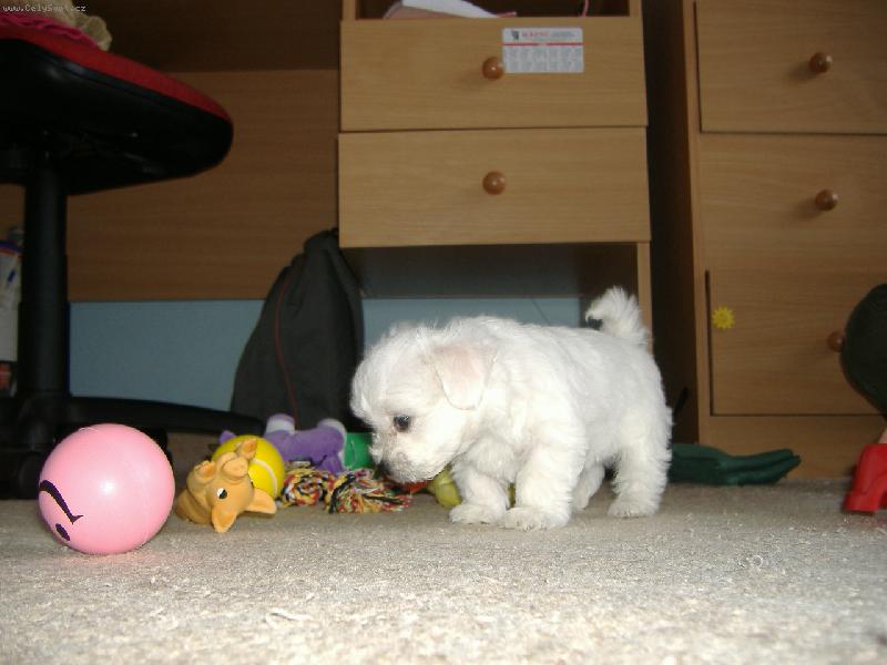 Foto: čichám čichám člověčinu-Meggy v 7 týdnech(poprvé doma)
