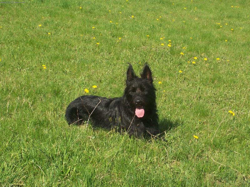 Foto: Po delší procházce si rád odpočinu-Jim