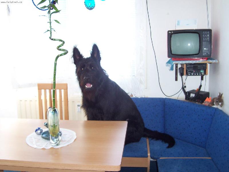 Foto: Jim je velmi chytrý-Jim