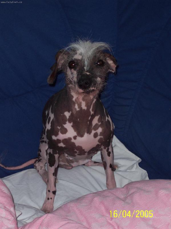 Foto: Naše Felinka-Náš mazel...