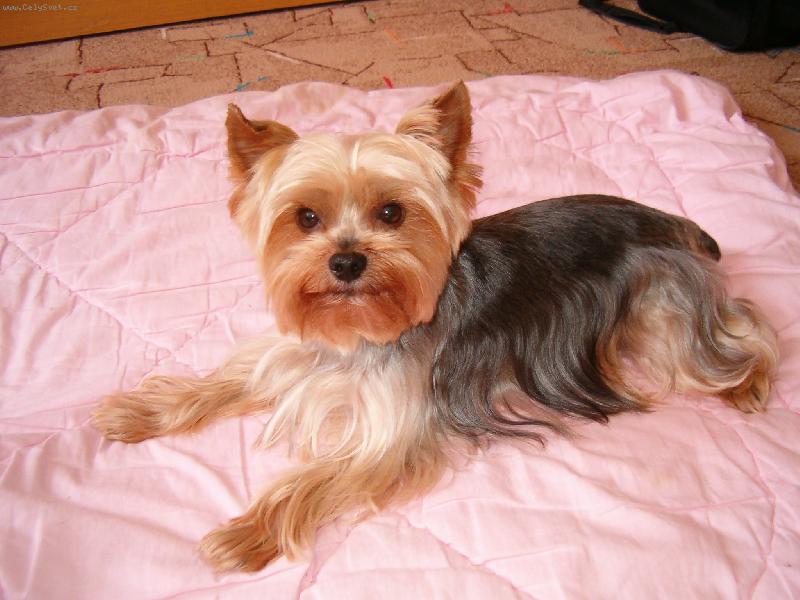 Foto: Tim-Timík si ale hoví