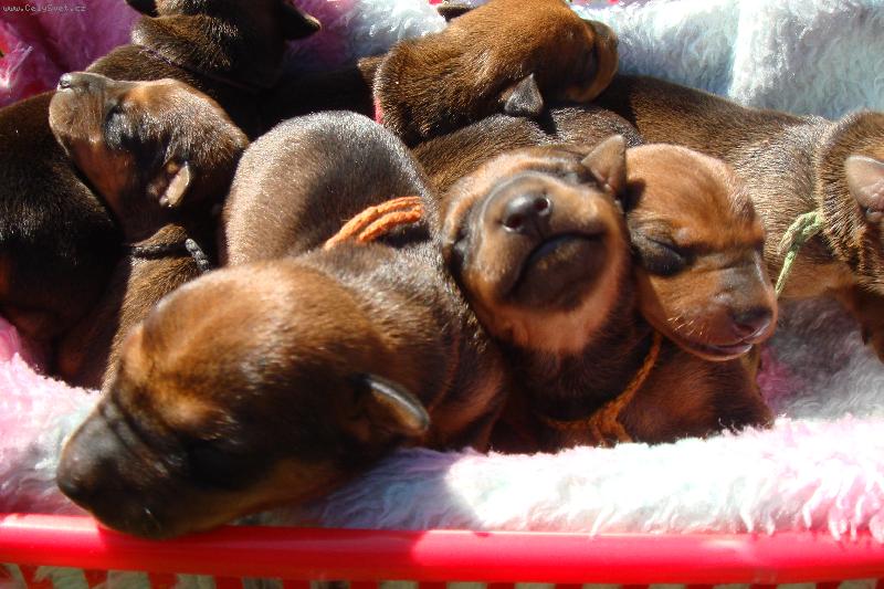 Foto: Pinčí miminka-Hurá už jsme konečně venku z bříška